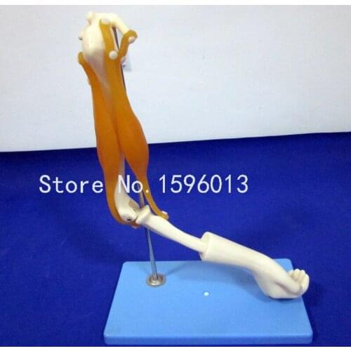 Elbow Joint with Functional Muscles Model, Anatomical Elbow Joint model