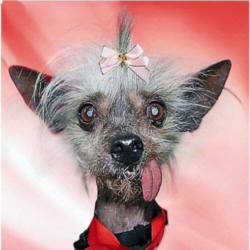 Full Square/Round Diamond Embroidery Full Display DIY Diamond Painting Chinese Crested Dog Picture Mosaic Rhinestone Decor TY646