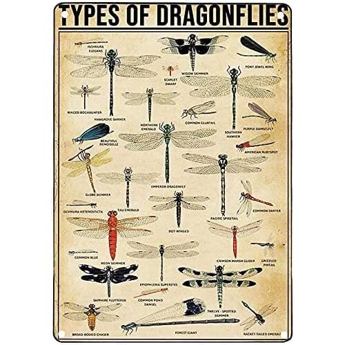 Vintage Metal Tin Sign Types of Dragonfly Retro Aluminum Sign for Wall Art Decor Wall Art Street Yard Street Funny Bar Signs