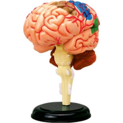 4D Brain Intelligence Assembling Toy HumanOrgan Anatomy Model Medical Teaching DIY Popular Science Appliances