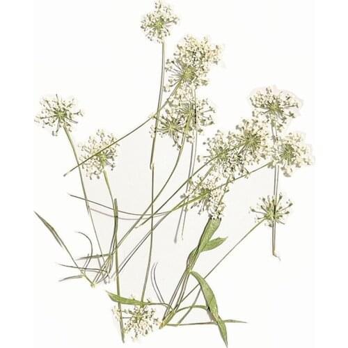 60pcs Pressed Dried White Ammi Majus Flower Stalk Plants Herbarium For Times Gems Jewelry Bookmark Postcard Invitation Card DIY