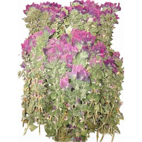 120pcs Pressed Dried Salvia Viridis Flower Herbarium For Epoxy Resin Jewelry Making Bookmark Case Face Makeup Nail Art Craft