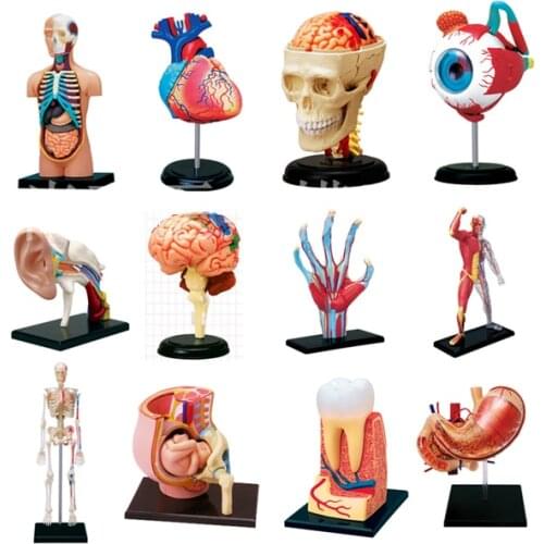 4D master Assemble Blocks Human Body Zombie Skeleton Anatomy Skull Brain Heart Anatomy Model Puzzle Medical Science Toys gld3