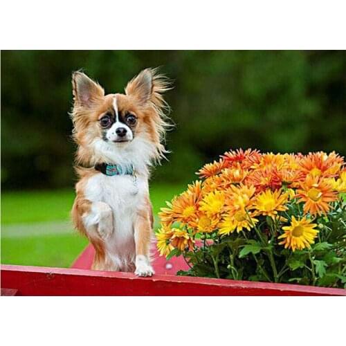 New Full Square / Round Drill 5D DIY Diamond Painting Chihuahua dog 3D Embroidery Flowers pattern Mosaic Home Decor Gifts TY229
