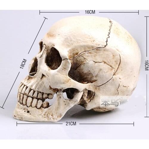 Human skull model Mongol resin skull model human skeleton model