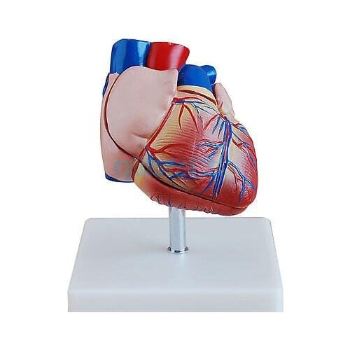 Life Size Human Heart Anatomy Model 2 Part Cardiac Medical Learning Kit Male Genital Organ