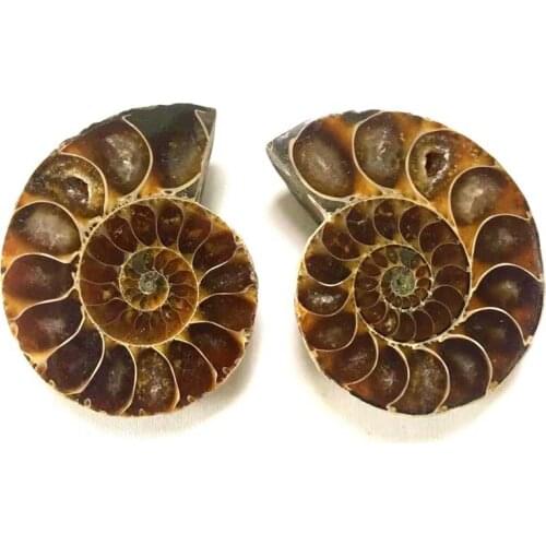 Natural Conch Ammonite Fossil Specimens of Madagascar