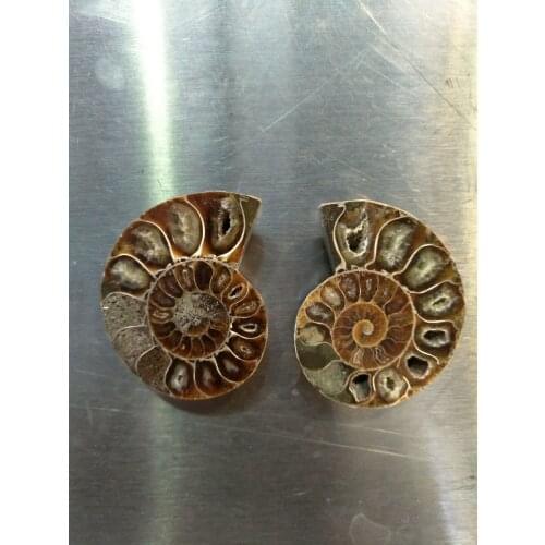 Rare Ancient times trilobite fossil ,A Pair, free shipping