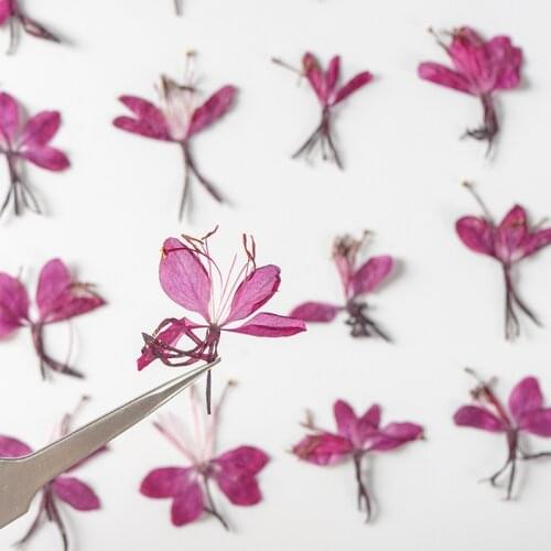 120pcs Pressed Dried Gaura lindheimeri Engelm Flower Plants Herbarium For Epoxy Resin Jewelry Making Makeup Nail Art Craft DIY