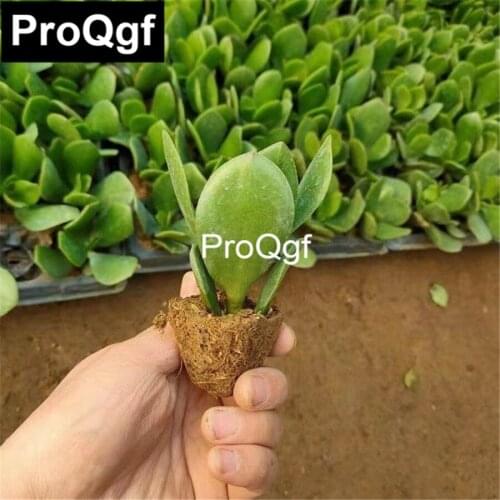 Prodgf 1 Set 114*90cm Hanging Chair