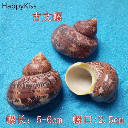 2pcs /lot Natural seashells crafts To stick The wedding party conch big natural shells 5-6cm Home decoration