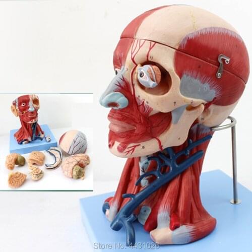 ENOVO Neurology Teaching of head and neck blood vessel brain and brain model in medical human body