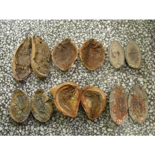 6 pairs fish well-preserved Million Year Old fish fossils