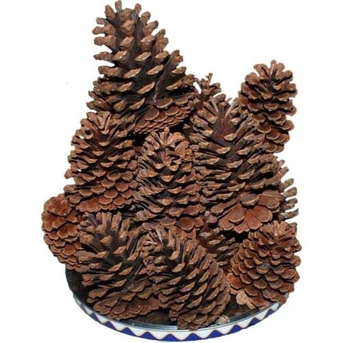 10pcs Christmas Decoration Large Natural Pine Cones Pinecone Xmas New Year Holiday Party Decoration Ornament For Home Supplies