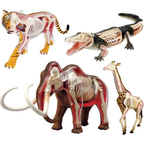 Removable simulation animal anatomy assembly model Bear Tiger crocodile giraffe Gorilla Mammoth