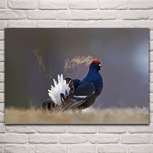 Beautiful Black grouse Kuusamo Finland bird animal artwork living room home art decor wall print wood frame fabric poster KQ010