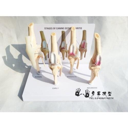 Veterinary Canine Osteoarthritis 4-stage Dog Knee Canine/Dog 4 Stage Knee Arthritis Anatomy Anatomical Model Skeleton