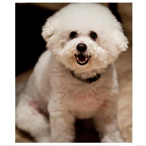 DIY Pet Photo Custom Diamond Painting Bichon Frise 3D Embroidery Sets Needlework Dog Picture Of Rhinestones Mosaic Crafts