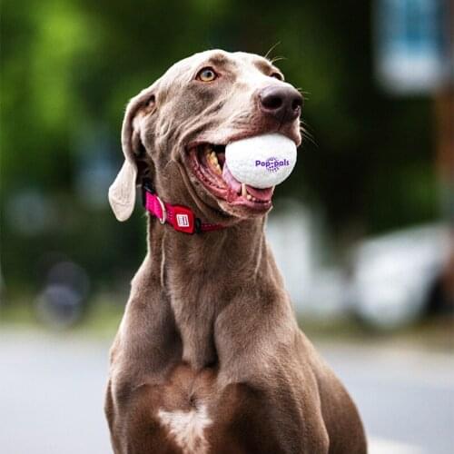 Игрушки для собак Bandai China At AliExpress