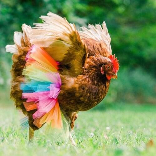 Chicken Costume Skirt Tutu Coop Hen Decoration Poultry Feather Protector Halloween Cosplay Dress Party Props small farm animals