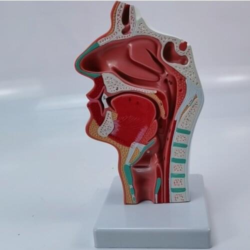 Анатомические модели Licear Store China At AliExpress