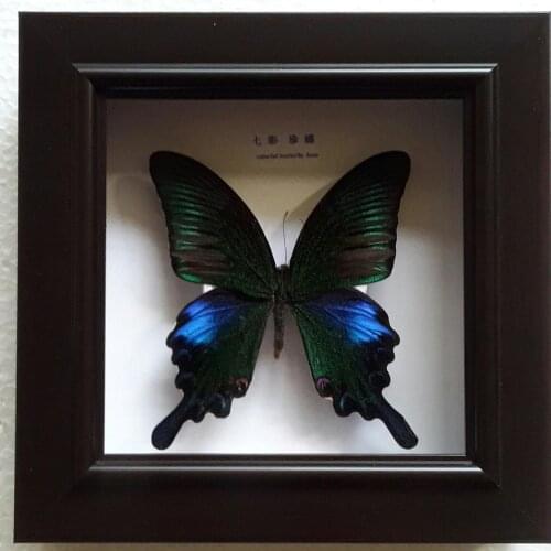 Butterfly Specimen education Teaching model Home Decoration Wedding Birthday Gifts