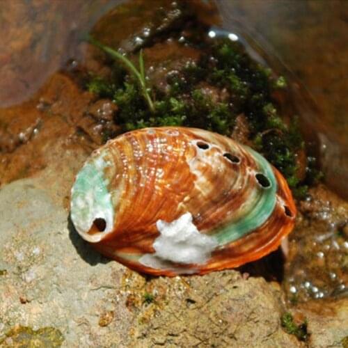 7-8cm Abalone Shell Natural Conch Shell Fish Tank Landscape Material DIY Room Handmade Painting Photography Decoration Prop F4Z7