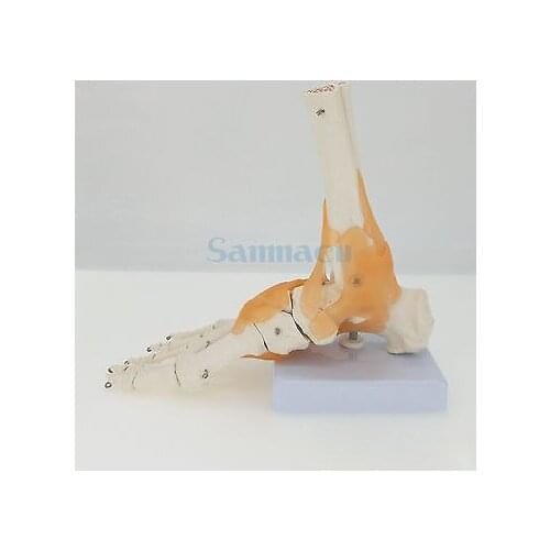 Functional Foot Joint with Ligaments Anatomical Skeleton Model Medical Anatomy Life Size Display Teaching School