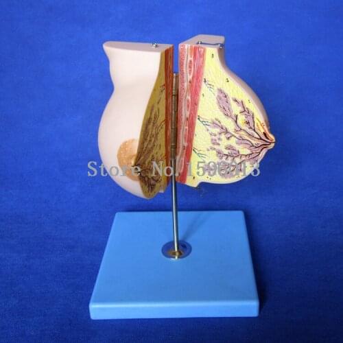 Mammary Gland in Resting Period, Female Breast Anatomy Model