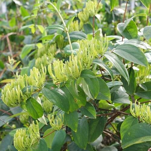 Wild Honeysuckle Flower Buds, Dried Lonicera Japonica,Fresh Mouth Air