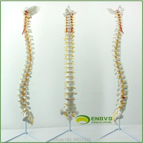 ENOVO A 1:1 human spine model of orthopedic manipulation of orthopaedic vertebrae