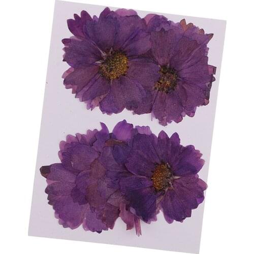 20 Pcs Dried Coreopsis Flowers Nature Flowers Dried Flower Pressed Flowers