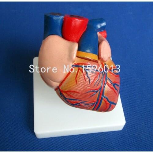 Life-Size Human Heart Model 2 parts, Medical Anatomical Heart Model