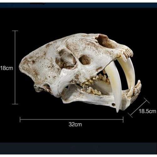 Life-like Saber-Toothed Tiger Resin Skull Replica Head Model Mardi Gras Deco