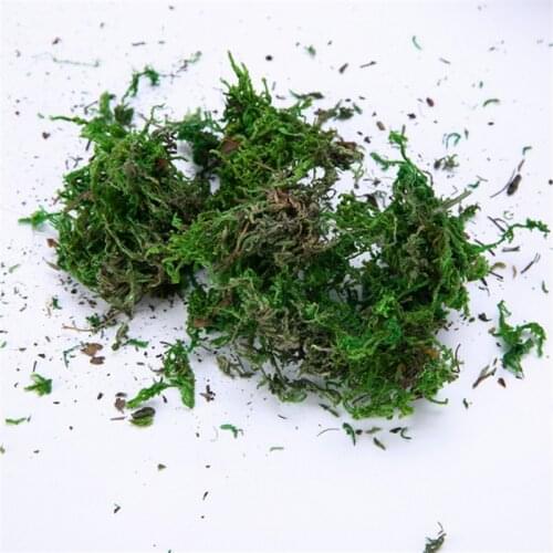 Natural 100g dry real green moss decorative plants vase artificial turf silk Flower accessories for flowerpot decoration
