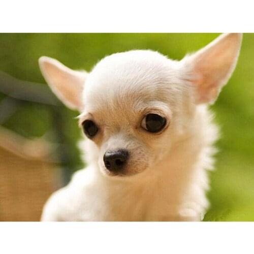 Full Square Drill 5D DIY Lovely Chihuahua Dog diamond painting Cross Stitch 3D Embroidery rhinestone picture Home Decor C364