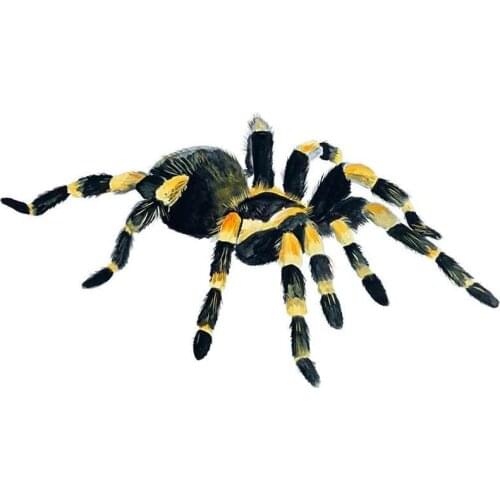 13cm Orange Knee Tarantula Spider Arachnid Vinyl Decal Auto Car PVC Truck ATV RV Boat Car Stickers Graphics