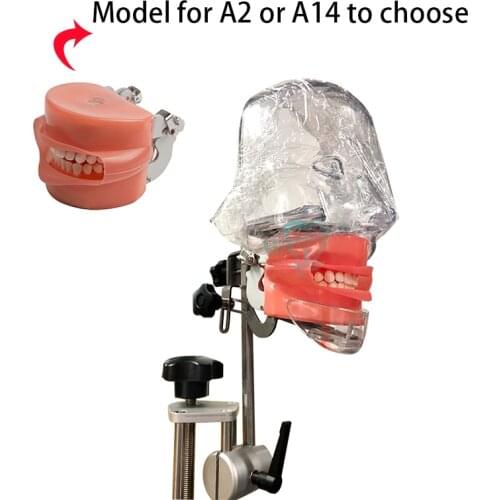 1set Dental simulator manikin phantom head Dental phantom head model with new style bench mount for dentist teaching