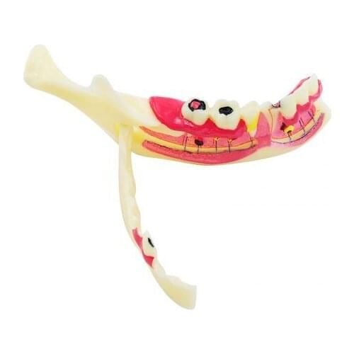 Dental MandibularTeeth Demonstration Anatomical Patient Study Teach Model