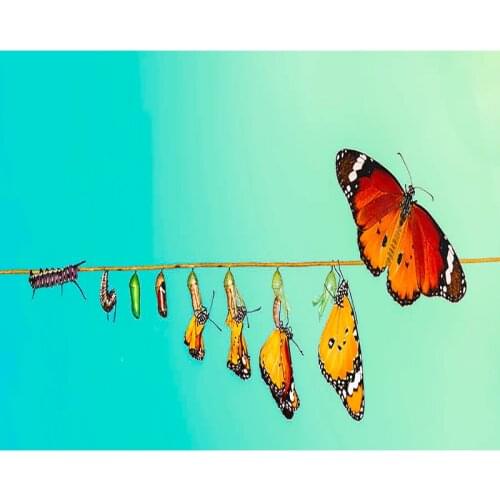 DIY Painting By Numbers Butterfly Growing Kit Oil Picture By Numbers Animal Wall Art Painting on Canvas Home Decoration Gift