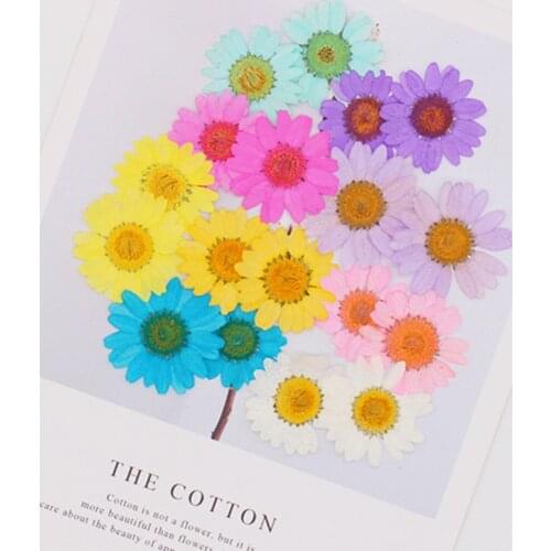 60pcs 2.5-3cm Pressed Dried Chrysanthemum Paludosum Flower For Jewelry Bookmark Phone Case Postcard Invitation Card Candle DIY