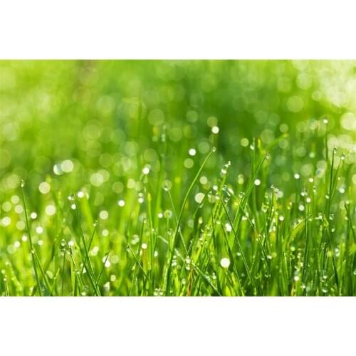 Dewdrop Blades Flower Grasses Photo Backdrops Fresh Baby Child Portrait Photography Backgrounds Home Background For Photo Studio