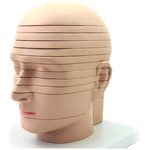 Human head anatomy Brain Model CTMRI brain imaging radiology neurology model 12 sheet