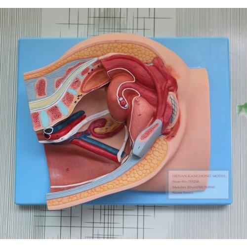 Median Sagittal of Female Pelvis,Female Pelvic Cavity Model,Reproductive System Anatomical Model