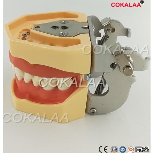 Dental Typodont Model 28 pcs Removable Teeth Kilgore Nissin All Removable