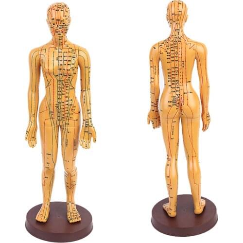 Human Body with Acupoint Arteries Model Man Woman Acupuncture Points Meridians Model for School Teaching Tool Learning Display