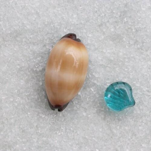 HX HOME DECORATION Decorative Seashells