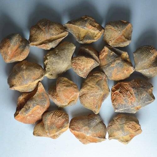 Shi Yan Bao Mayumi natural fossil stone fossils of animal fossils were shipped Specials