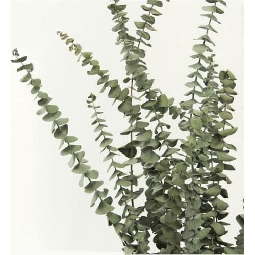 Free Shipping 5 stems dried real eucalyptus bouquet 55cm Tall natural no preservatives no perfume