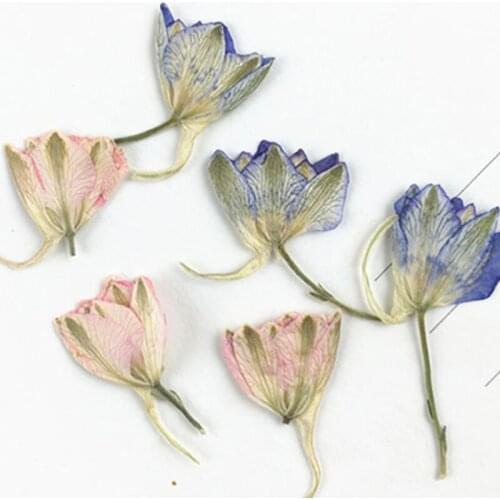 Diameter 1 CM Dried Larkspur Bud Flowers , Pink / Blue Dried Flowers Mini With Paper Package